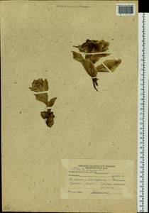 Petasites japonicus subsp. giganteus (F. Schmidt ex Trautv.) Kitam., Сибирь, Дальний Восток (S6) (Россия)