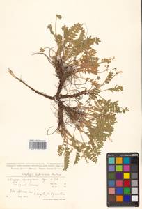 Oxytropis campestris subsp. rishiriensis (Matsum.) Toyok., Сибирь, Дальний Восток (S6) (Россия)