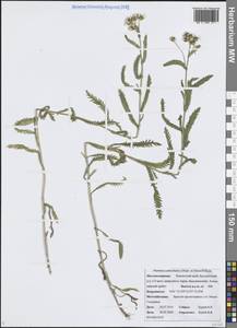Achillea alpina subsp. camtschatica (Heimerl) Kitam., Сибирь, Чукотка и Камчатка (S7) (Россия)