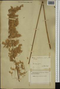 Ampelodesmos mauritanicus (Poir.) T.Durand & Schinz, Западная Европа (EUR) (Италия)