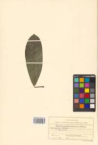 Волчелистник низкий (Maxim. ex Franch. & Sav.) Rosenthal, Сибирь, Дальний Восток (S6) (Россия)