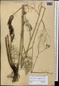 Anethum foeniculum L., Кавказ, Абхазия (K4a) (Абхазия)