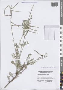 Астрагал кабадианский Lipsky, Средняя Азия и Казахстан, Памир и Памиро-Алай (M2) (Узбекистан)