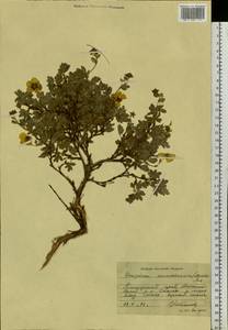 Dasiphora davurica var. mandshurica (Maxim.) Verloove & Lambinon, Сибирь, Дальний Восток (S6) (Россия)