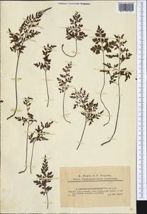 Asplenium cuneifolium subsp. cuneifolium, Западная Европа (EUR) (Чехия)