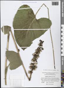 Бузульник сибирский (L.) Cass., Восточная Европа, Северо-Западный район (E2) (Россия)