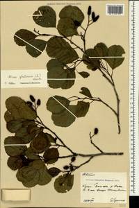 Ольха клейкая, Ольха черная (L.) Gaertn., Крым (KRYM) (Россия)