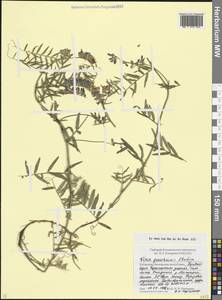 Vicia tenuifolia subsp. subalpina (Grossh.) Zernov, Кавказ, Ставропольский край, Карачаево-Черкесия, Кабардино-Балкария (K1b) (Россия)