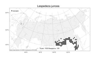 Lespedeza juncea, Леспедеца ситниковая (L.f.) Pers., Атлас флоры России (FLORUS) (Россия)