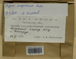 Ptychostomum imbricatulum (Müll. Hal.) Holyoak & N. Pedersen, Гербарий мохообразных, Мхи - Центральное Нечерноземье (B6) (Россия)