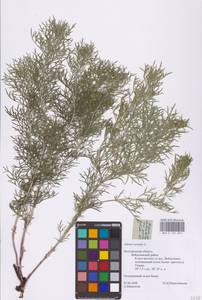 Горицвет весенний, Адонис весенний L., Восточная Европа, Центральный лесостепной район (E6) (Россия)