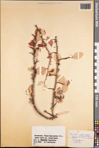 Кизильник черноплодный G.Lodd., Средняя Азия и Казахстан, Джунгарский Алатау и Тарбагатай (M5) (Казахстан)