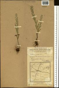 Солонечник мохнатый, Грудница мохнатая (L.) Rchb. fil., Сибирь, Западная Сибирь (S1) (Россия)