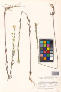 Желтушник душистый Ehrh., Восточная Европа, Московская область и Москва (E4a) (Россия)