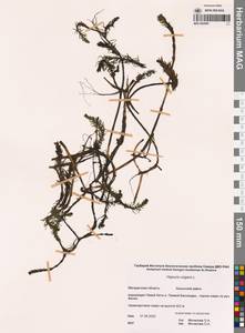 Хвостник обыкновенный, Водяная сосенка L., Сибирь, Чукотка и Камчатка (S7) (Россия)