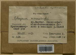 Paludella squarrosa (Hedw.) Brid., Гербарий мохообразных, Мхи - Пермский край, Удмуртия, Свердловская и Кировская области (B8) (Россия)