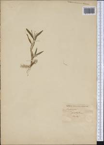 Brachiaria reptans (L.) C.A.Gardner & C.E.Hubb., Америка (AMER) (Гаити)