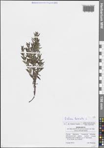 Подмаренник северный L., Восточная Европа, Средневолжский район (E8) (Россия)