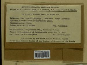 Arctoa starkei (F. Weber & D. Mohr) Loeske, Гербарий мохообразных, Мхи - Карелия, Ленинградская и Мурманская области (B4) (Россия)