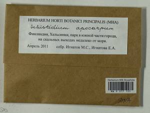 Schistidium apocarpum (Hedw.) Bruch & Schimp., Гербарий мохообразных, Мхи - Западная Европа (BEu) (Финляндия)