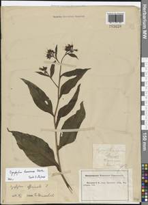 Symphytum tanaicense Steven, Восточная Европа, Центральный лесостепной район (E6) (Россия)