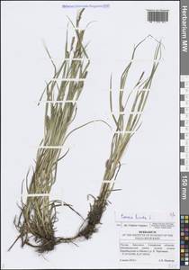 Осока мохнатая, Осока коротковолосистая L., Восточная Европа, Средневолжский район (E8) (Россия)