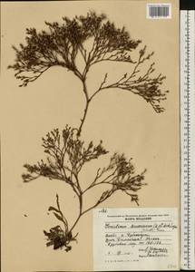 Гониолимон Бессера (Rchb.) Kuzn., Восточная Европа, Молдавия (E13a) (Молдавия)