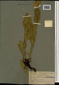 Pentanema mariae (Bordz.) D. Gut. Larr., Santos-Vicente, Anderb., E. Rico & M. M. Mart. Ort., Кавказ, Армения (K5) (Армения)