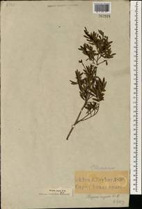 Diospyros pubescens var. rugosa (E.Mey. ex A.DC.) ined., Африка (AFR) (ЮАР)