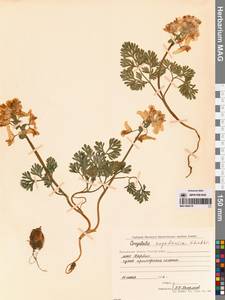 Хохлатка магаданская A.P.Khokhr., Сибирь, Чукотка и Камчатка (S7) (Россия)