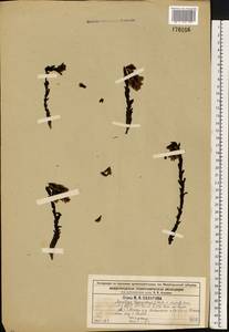 Подъельник обыкновенный Crantz, Восточная Европа, Центральный лесной район (E5) (Россия)