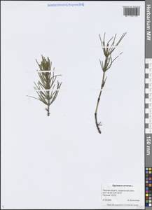 Хвощ полевой L., Восточная Европа, Северо-Западный район (E2) (Россия)