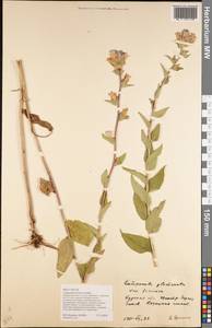 Campanula glomerata subsp. farinosa (Rochel ex Besser) Kirschl., Восточная Европа, Центральный лесостепной район (E6) (Россия)