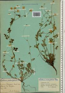 Tanacetum partheniifolium (Willd.) Sch. Bip., Кавказ, Армения (K5) (Армения)