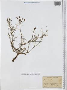 Тмин обыкновенный L., Западная Европа (EUR)