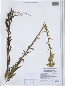 Erigeron sumatrensis Retz., Западная Европа (EUR) (Италия)