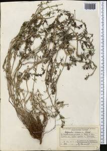 Подмаренник распростертый M.Bieb., Средняя Азия и Казахстан, Памир и Памиро-Алай (M2) (Таджикистан)