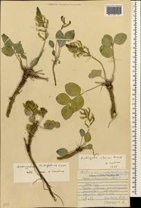 Астрагал широколистный Lam., Кавказ, Азербайджан (K6) (Азербайджан)