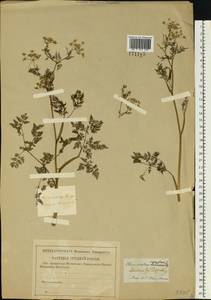 Бутень клубненосный L., Восточная Европа, Центральный район (E4) (Россия)