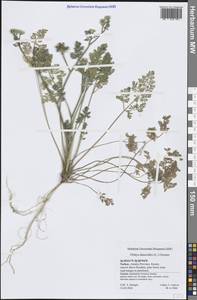 Orlaya platycarpos W.D.J.Koch, Зарубежная Азия (ASIA) (Турция)