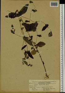 Crepidiastrum denticulatum subsp. denticulatum, Сибирь, Дальний Восток (S6) (Россия)