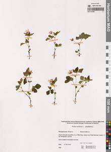 Малина арктическая, Княженика, Поленика L., Сибирь, Чукотка и Камчатка (S7) (Россия)