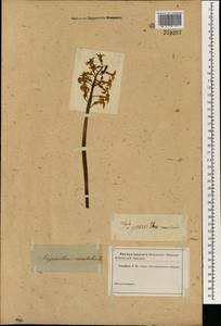 Hyacinthus orientalis L., Зарубежная Азия (ASIA) (Неизвестно)