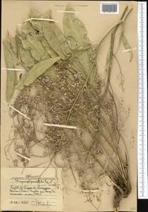 Lepidium paniculatum (Regel & Schmalh.) Al-Shehbaz, Средняя Азия и Казахстан, Западный Тянь-Шань и Каратау (M3) (Узбекистан)