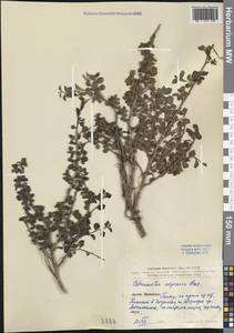 Cotoneaster adpressus Bois, Зарубежная Азия (ASIA) (КНР)