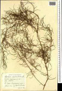 Спаржа мутовчатая L., Кавказ, Северная Осетия, Ингушетия и Чечня (K1c) (Россия)
