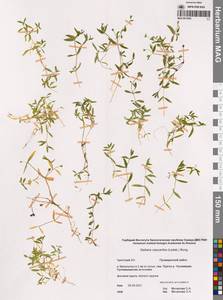 Звездчатка чашечкоцветковая (Ledeb.) Bong., Сибирь, Чукотка и Камчатка (S7) (Россия)