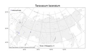 Taraxacum laceratum (Brenner) Brenner, Атлас флоры России (FLORUS) (Россия)