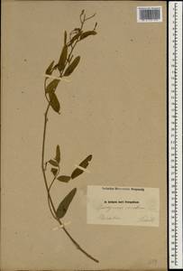 Poacynum venetum (L.) Mavrodiev, Laktionov & Yu. E. Alexeev, Зарубежная Азия (ASIA) (Иран)