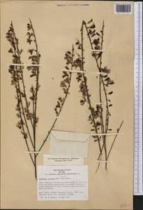 Cytisus praecox Beauverd, Америка (AMER) (США)